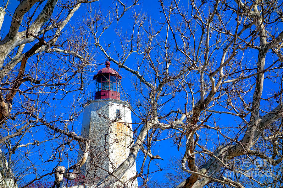 Tree Photograph - Sandy Hook Lighthouse through Trees by Olivier Le Queinec