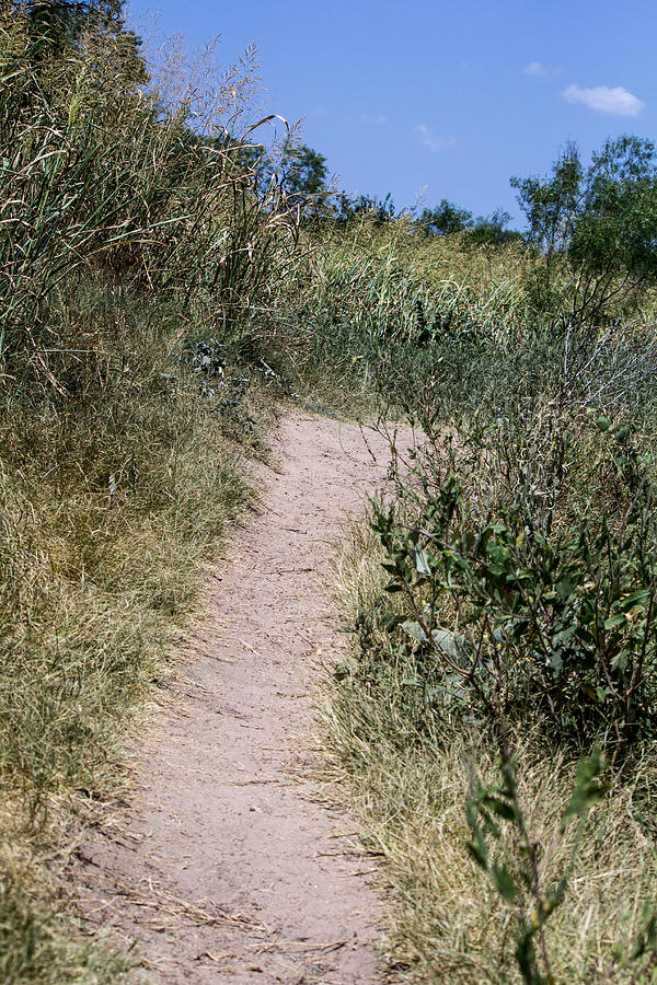 Nature Photograph - Sandy Path Through Tall Grass by Kristina Bowser