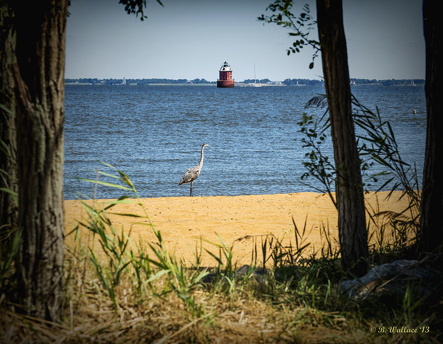 Sandy Pt Shoal Lighthouse and Blue Heron Photograph by Brian Wallace