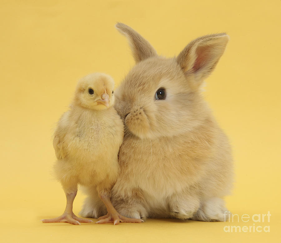 Sandy Rabbit And Bantam Chick Photograph by Mark Taylor