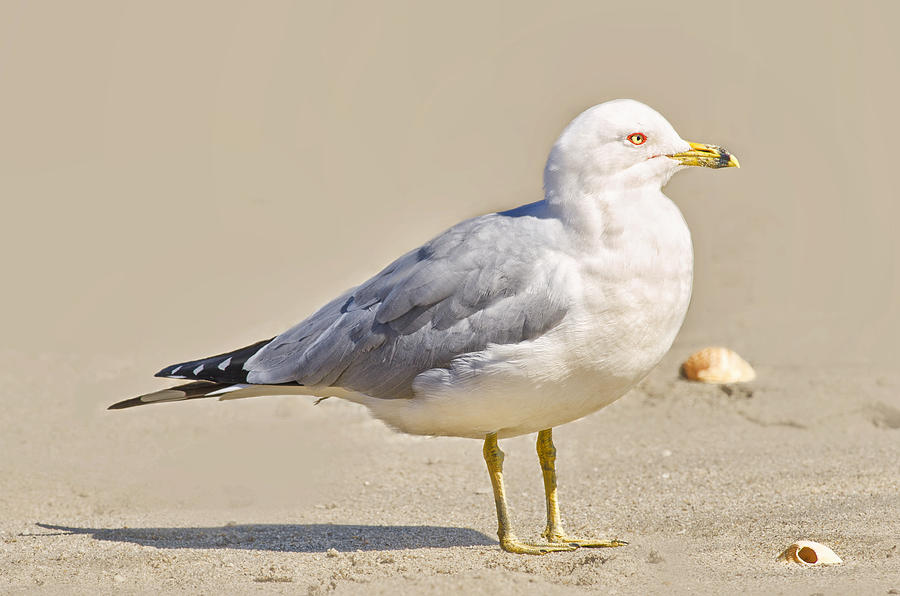 Sandy Seagull Photograph by Peg Runyan