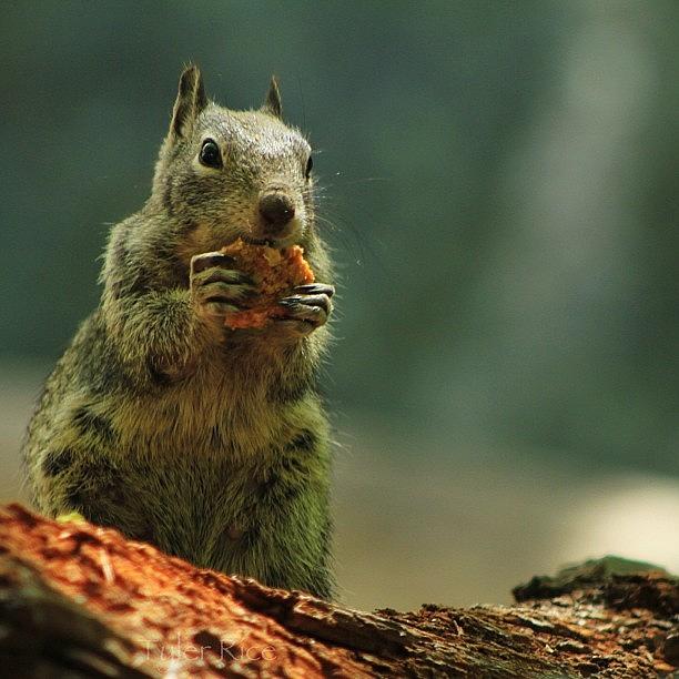 Sandy The Squirrel | Yosemite National Photograph by Tyler Rice