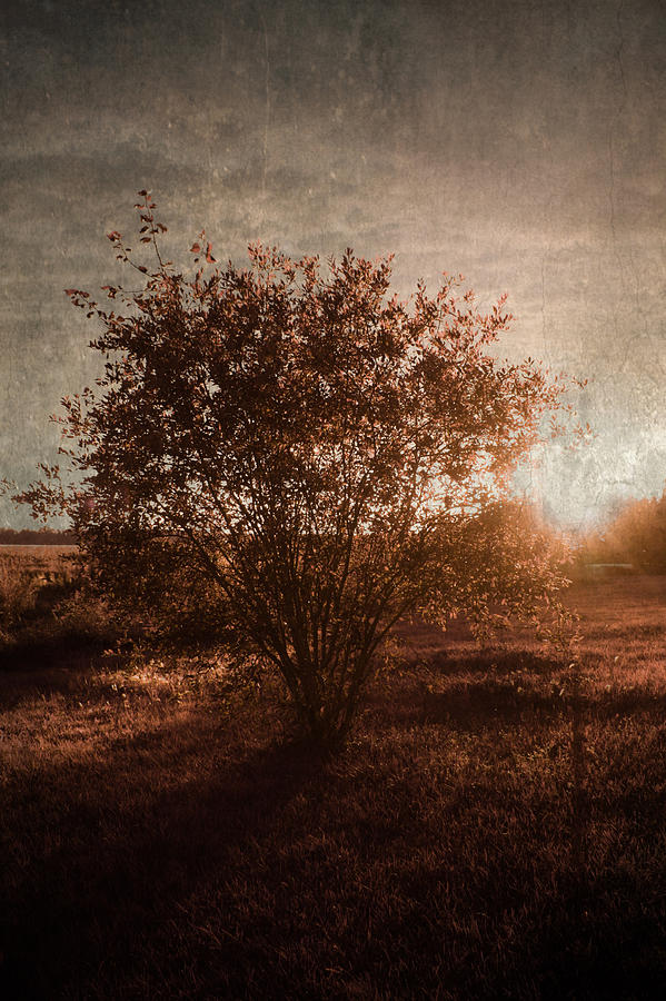 Tree Photograph - Sandys Sunset by Larysa  Luciw