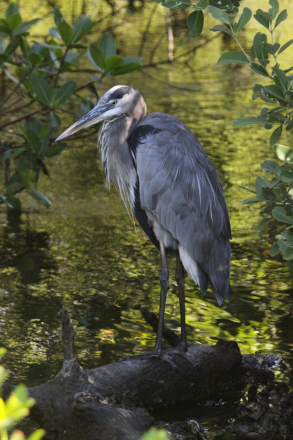 Heron Photograph - Sanibel Great Blue Heron by Christiane Schulze Art And Photography
