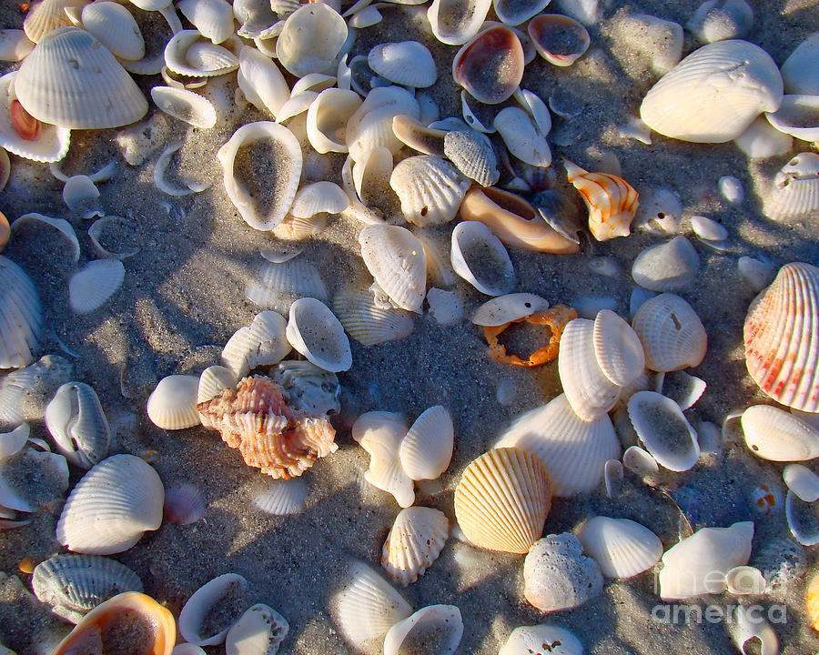 Sanibel Island Shells 1 Photograph by Nancy L Marshall