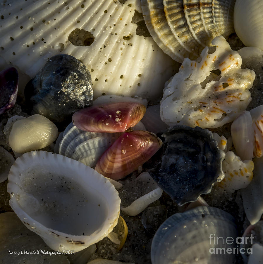 Sanibel Island Shells 18 Photograph