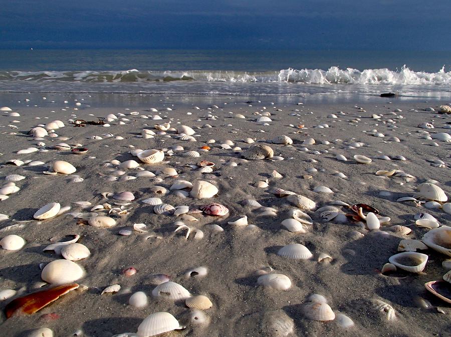 Sanibel Seashells Photograph by Curtis Krusie