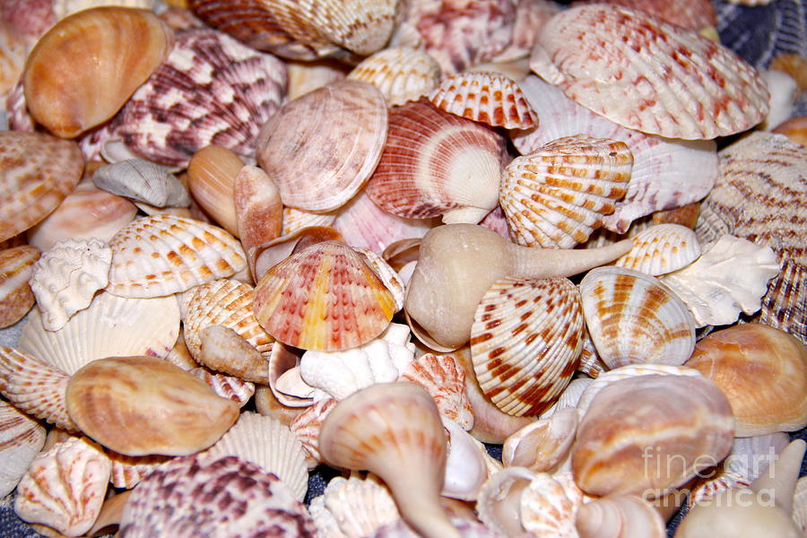 Sanibel Shells Photograph by Lib Sargent - Fine Art America