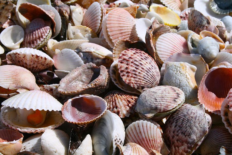 Sanibel Shells Photograph by Melinda Saminski