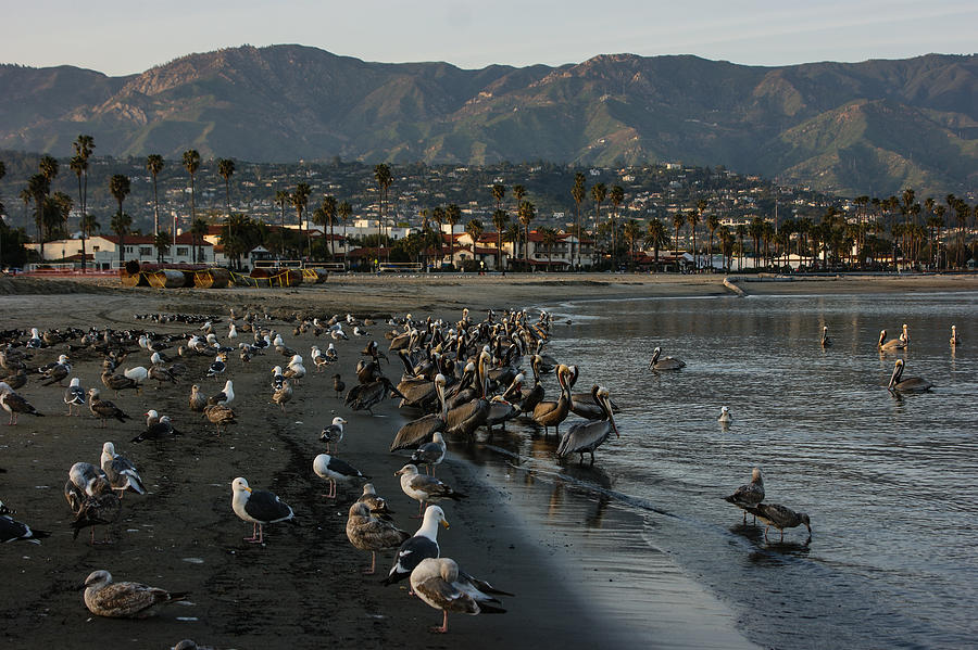 Seagull Photograph - Santa Barbara Beach Crowd  by Georgia Mizuleva