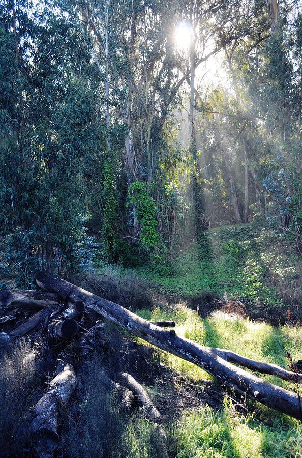 Santa Barbara Eucalyptus Forest II Photograph by Kyle Hanson
