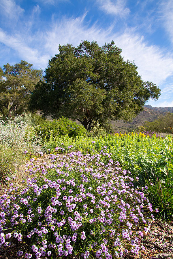 Santa Barbara Wildflowers Photograph by Lynn Bauer Fine Art America