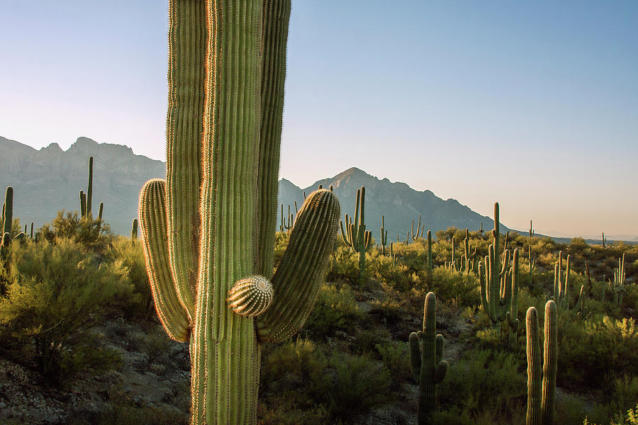 Spring Photograph - Santa Catalina Mountains In Arizona by Zandria Muench Beraldo