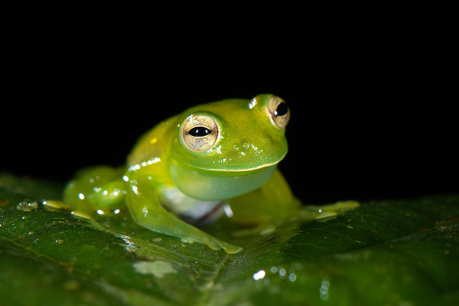 Santa Cecilia Cochran Frog Photograph by Francesco Tomasinelli | Fine ...