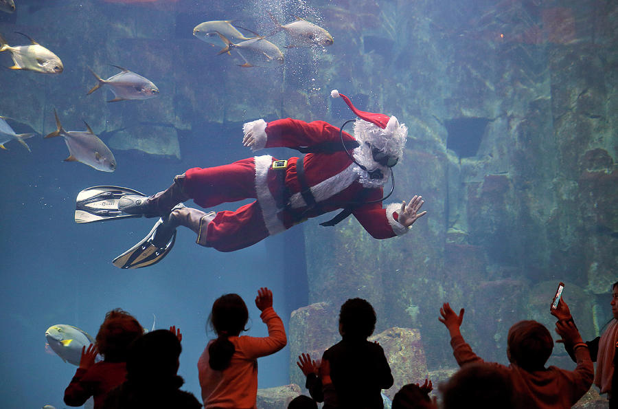Santa Claus Plunges Into The Aquarium Photograph by Chesnot