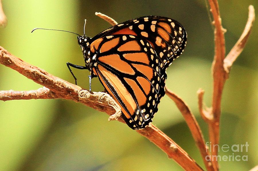 Santa Cruz Island Butterfly Photograph by Adam Jewell