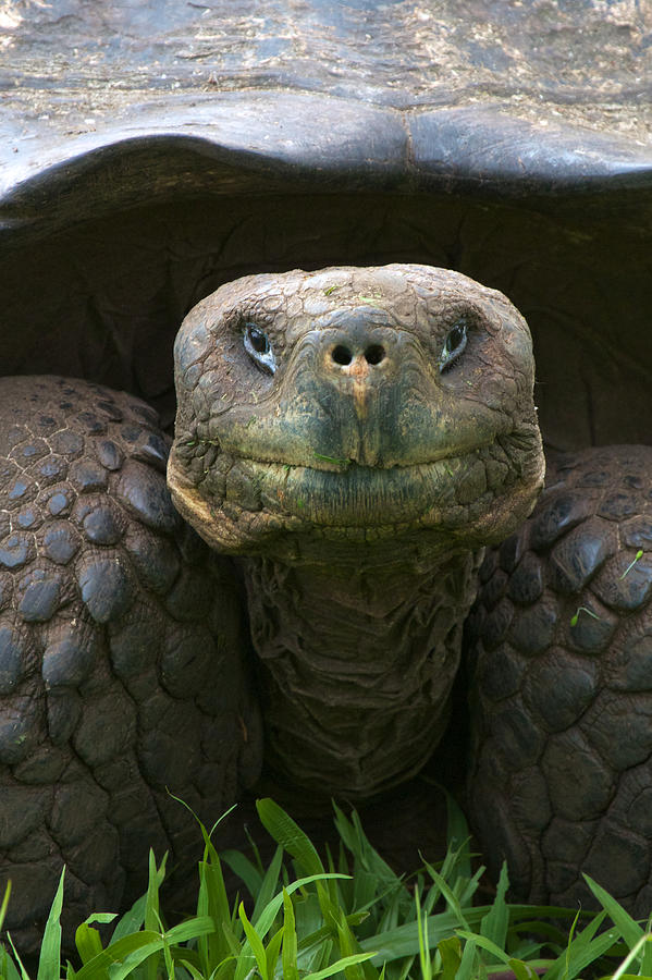 Santa Cruz Tortoise Photograph by David Beebe