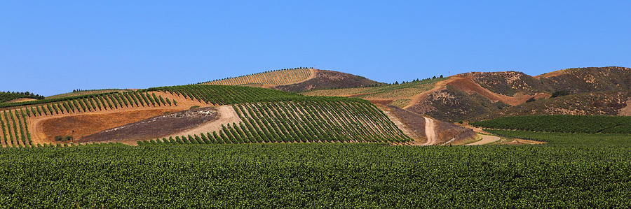 Santa Cruz Wine County Photograph by Viktor Savchenko
