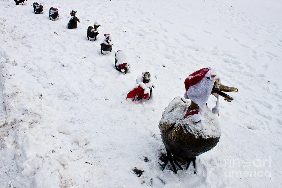 Santa Ducklings Photograph by Thomas Marchessault