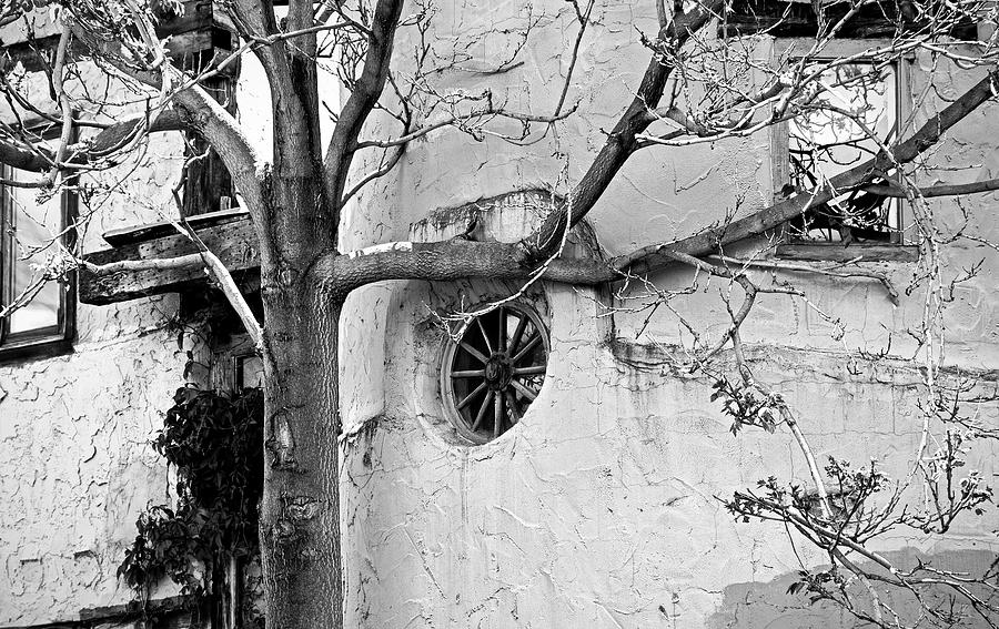 Santa Fe Adobe and Tree Photograph by Robert Meyers-Lussier
