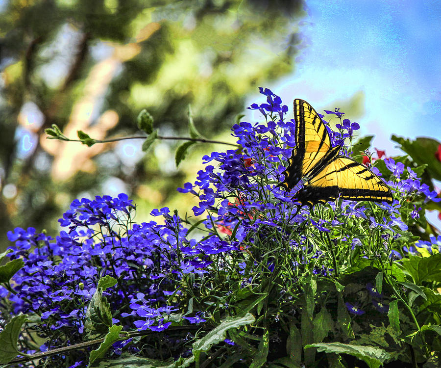 Santa Fe Butterfly Photograph by Diana Powell