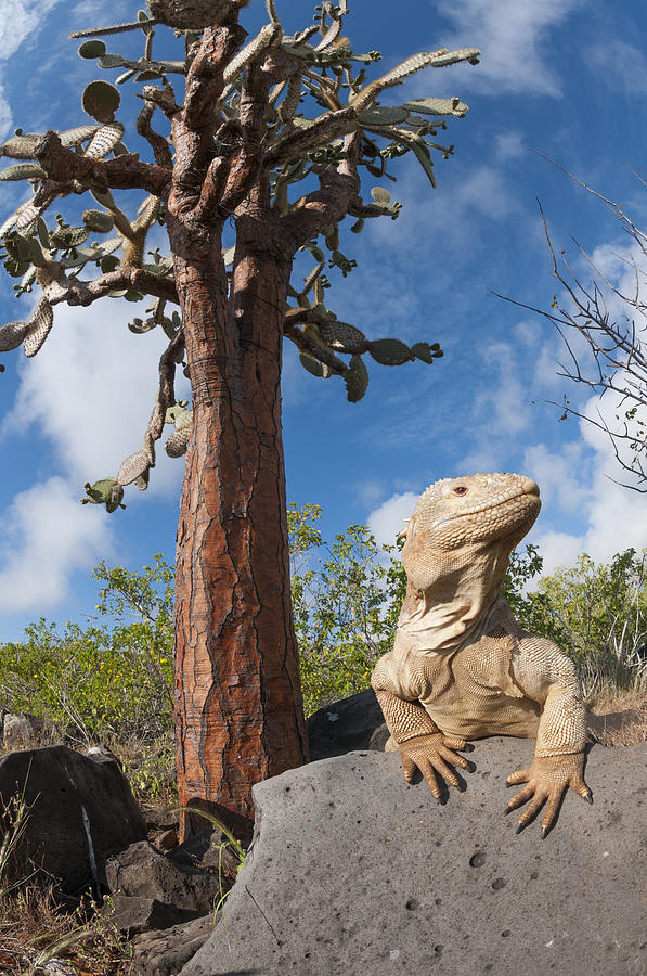 Santa Fe Land Iguana And Opuntia Photograph by Tui De Roy