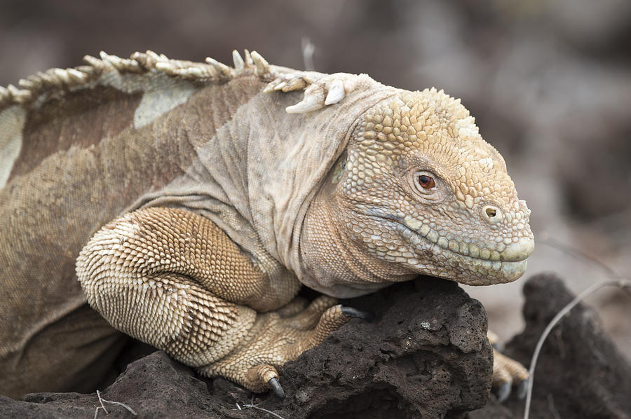 Santa Fe Land Iguana Galapagos Photograph by Tui De Roy