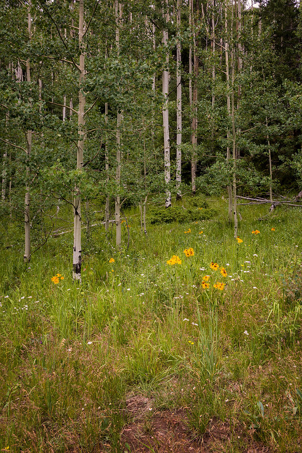 Nature Photograph - Santa Fe National Forest Aspen Series 1 - New Mexico by Brian Harig
