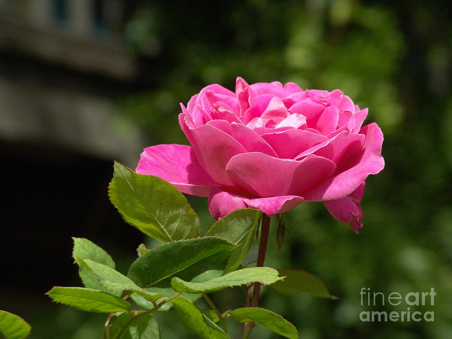 Rose Photograph - Santa Fe Rose by Jim McCain