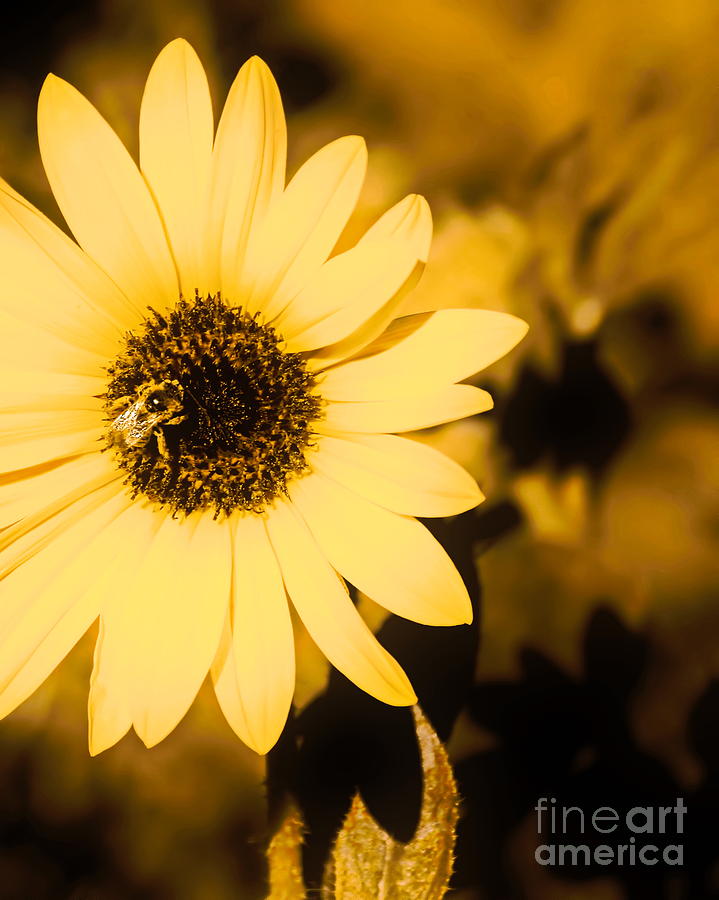 Santa Fe Sunflower 2 Digital Art by Tim Richards
