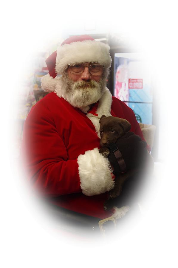 Santa holdind a puppy Photograph by Gerald Kloss