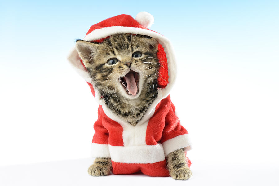 Santa kitten sale