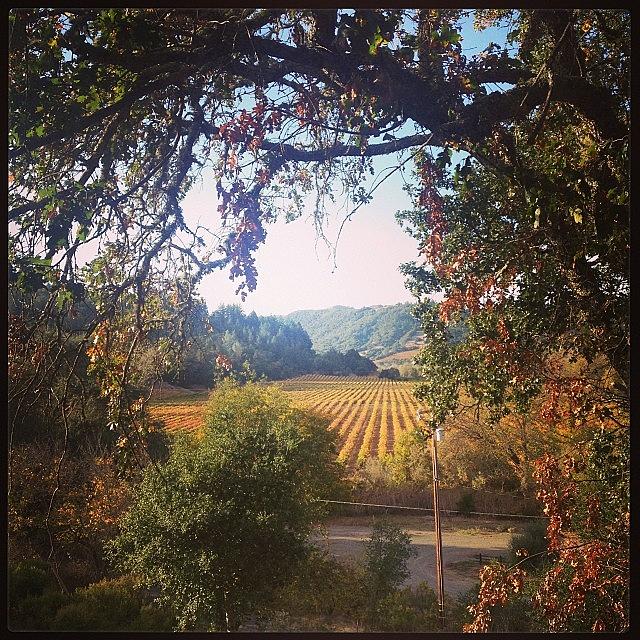 Santa Rosa | Wine Country 🍷 Photograph by Roxanne Soko
