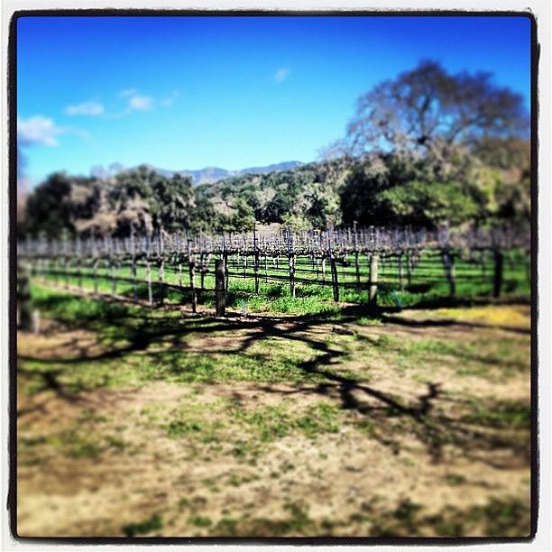 Yup Photograph - #santabarbra #thewinery #setlife by Thewinery Wine