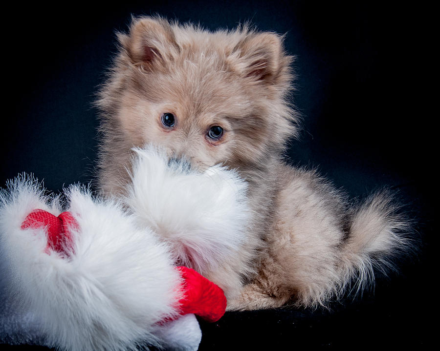 Santa's Little Helper by Constance Sanders Santa's Little Helper by Constance Sanders