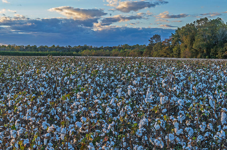Santee South Carolina Cotton Field  Photograph by Willie Harper