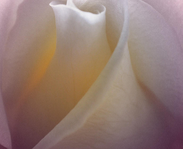 Rose Photograph - Santificada by The Art Of Marilyn Ridoutt-Greene