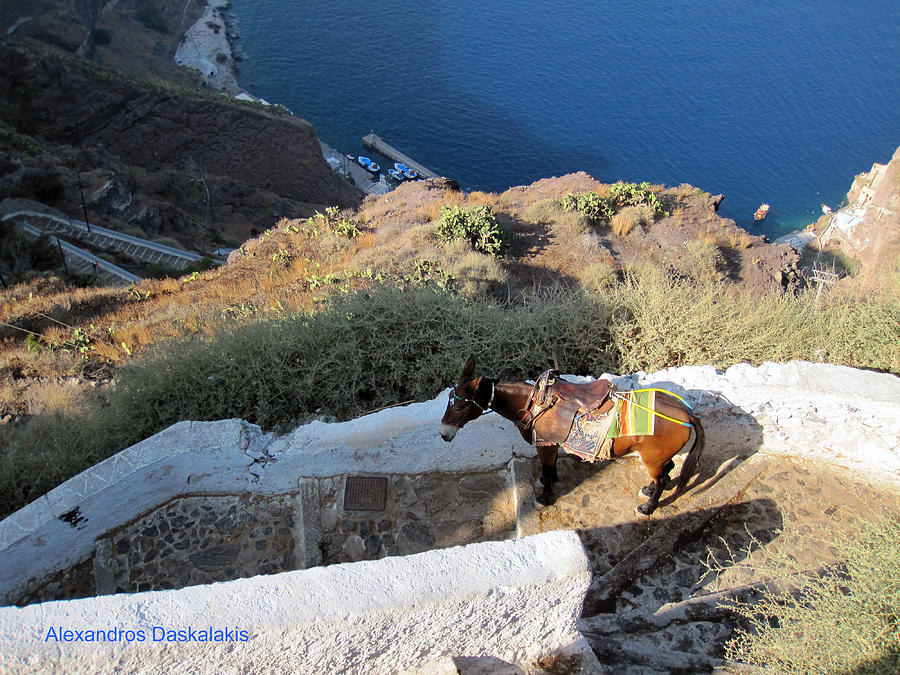 Santorini and Donkey Photograph by Alexandros Daskalakis