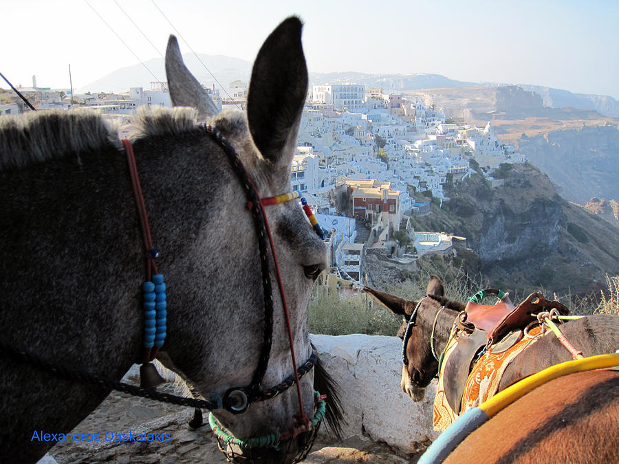 Santorini and Donkeys Photograph by Alexandros Daskalakis