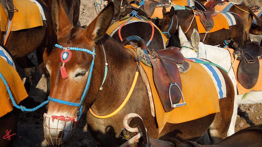 Santorini Donkeys Ready for Work Photograph by Colette V Hera Guggenheim