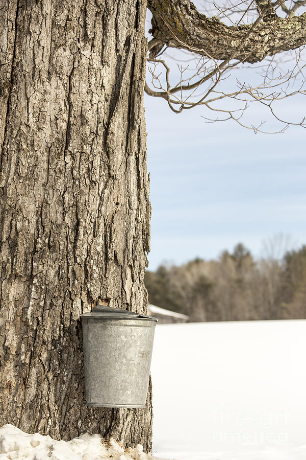 Sap bucket on maple tree Photograph by Edward Fielding