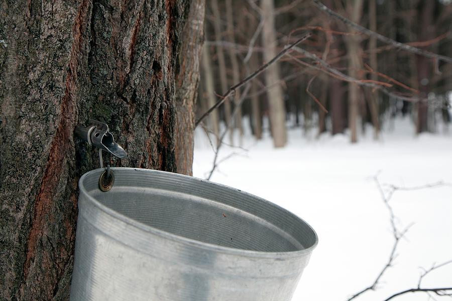 collecting tree sap