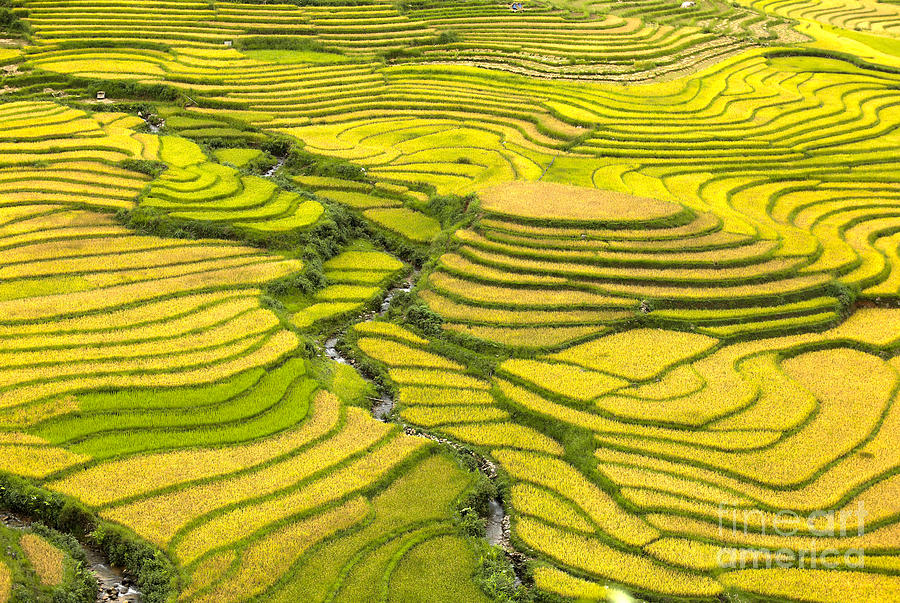 Landscape Photograph - Sapa Rice Terrain V by Chuck Kuhn