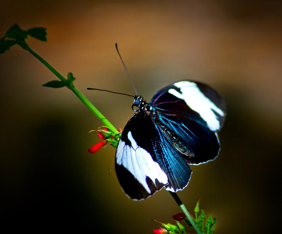 Sapho Butterfly Photograph by Mark Andrew Thomas