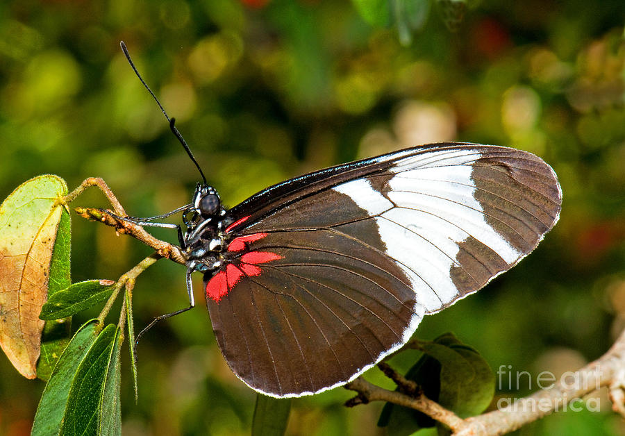 Sapho Butterfly Photograph by Millard H. Sharp