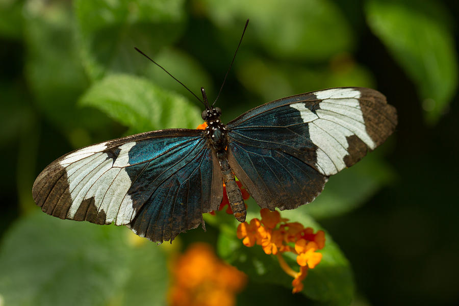 Sapho Longwing Butterfly Photograph by Doug McPherson