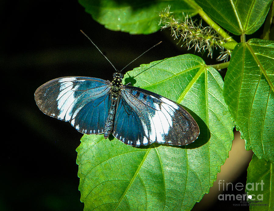 Sapho Longwing Butterfly Photograph by Grace Grogan