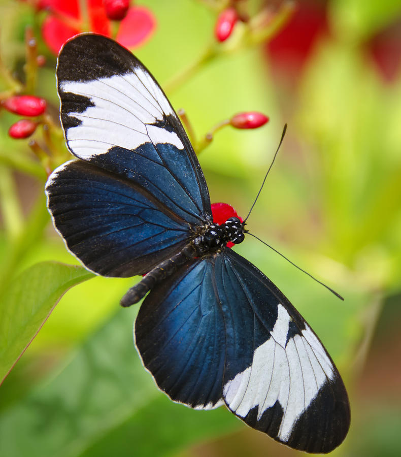 Sapho Longwing Photograph by Saija Lehtonen