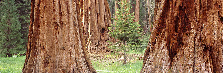 Sapling Among Full Grown Sequoias Photograph by Panoramic Images