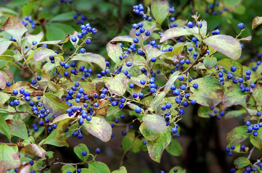 Sapphire Berries (symplocos Paniculata ) Photograph by Frank M Hough